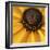 Black Eyed Susan Abstract-Anna Miller-Framed Photographic Print