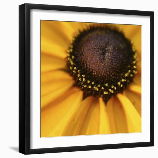 Black Eyed Susan Abstract-Anna Miller-Framed Photographic Print