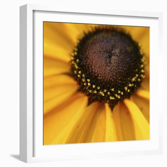 Black Eyed Susan Abstract-Anna Miller-Framed Photographic Print