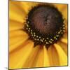 Black Eyed Susan Abstract-Anna Miller-Mounted Photographic Print