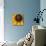 Black Eyed Susan Abstract-Anna Miller-Mounted Photographic Print displayed on a wall