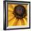 Black Eyed Susan Abstract-Anna Miller-Framed Photographic Print