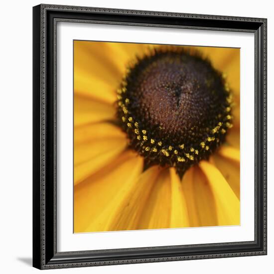 Black Eyed Susan Abstract-Anna Miller-Framed Photographic Print