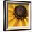 Black Eyed Susan Abstract-Anna Miller-Framed Photographic Print