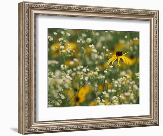 Black-Eyed Susan and Daisy Fleabane-Adam Jones-Framed Photographic Print