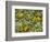 Black-Eyed Susan and Daisy Fleabane-Adam Jones-Framed Photographic Print