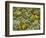 Black-Eyed Susan and Daisy Fleabane-Adam Jones-Framed Photographic Print