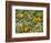 Black-Eyed Susan and Daisy Fleabane-Adam Jones-Framed Photographic Print