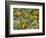 Black-Eyed Susan and Daisy Fleabane-Adam Jones-Framed Photographic Print