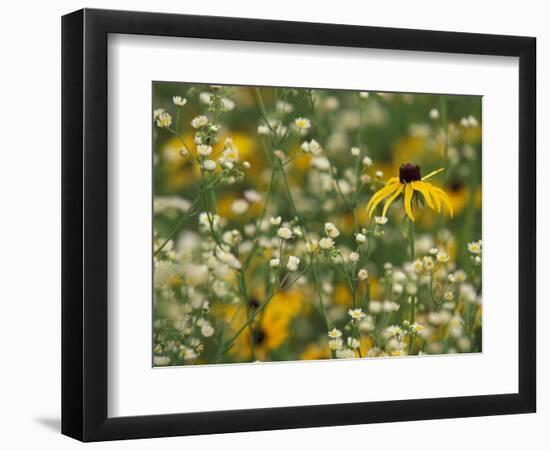 Black-Eyed Susan and Daisy Fleabane-Adam Jones-Framed Photographic Print