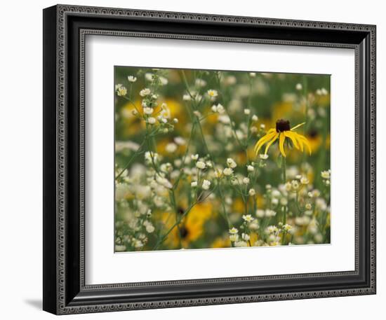 Black-Eyed Susan and Daisy Fleabane-Adam Jones-Framed Photographic Print