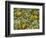 Black-Eyed Susan and Daisy Fleabane-Adam Jones-Framed Photographic Print