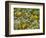 Black-Eyed Susan and Daisy Fleabane-Adam Jones-Framed Photographic Print