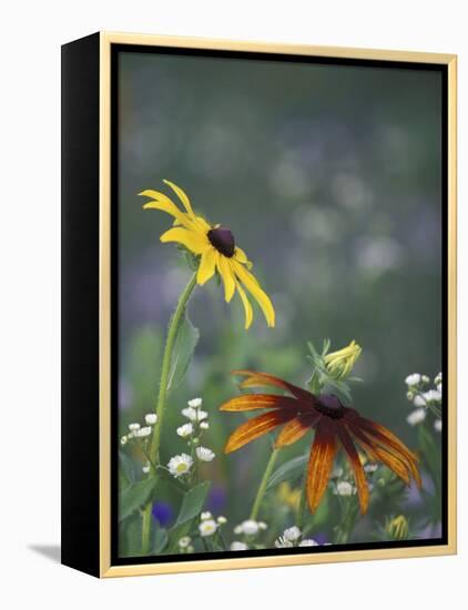 Black-Eyed Susan and Gloriosa Daisy, Oldham County, Kentucky, USA-Adam Jones-Framed Premier Image Canvas