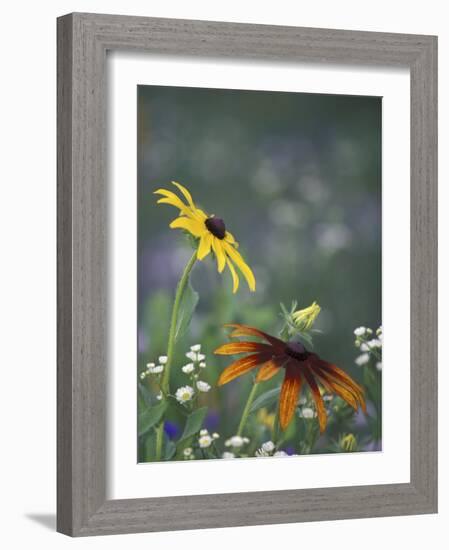 Black-Eyed Susan and Gloriosa Daisy, Oldham County, Kentucky, USA-Adam Jones-Framed Photographic Print