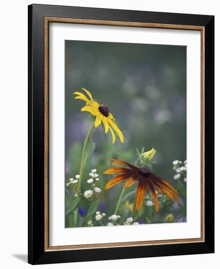 Black-Eyed Susan and Gloriosa Daisy, Oldham County, Kentucky, USA-Adam Jones-Framed Photographic Print