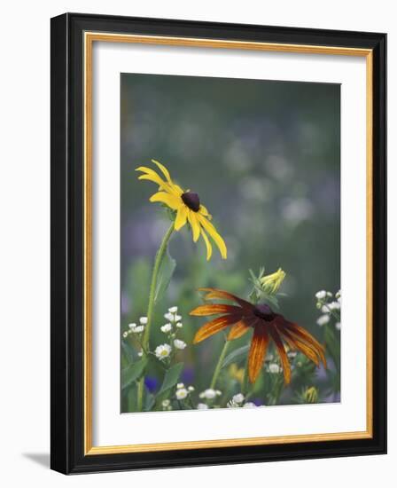 Black-Eyed Susan and Gloriosa Daisy, Oldham County, Kentucky, USA-Adam Jones-Framed Photographic Print