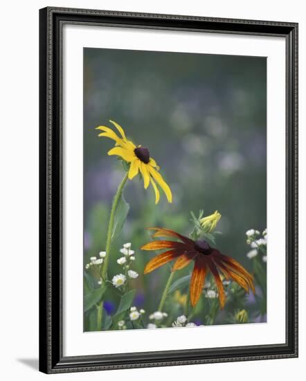 Black-Eyed Susan and Gloriosa Daisy, Oldham County, Kentucky, USA-Adam Jones-Framed Photographic Print