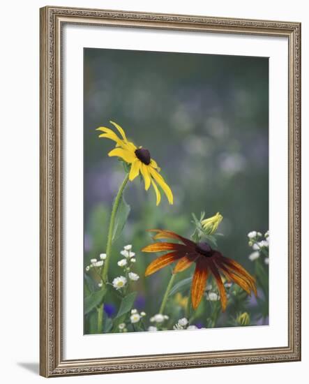 Black-Eyed Susan and Gloriosa Daisy, Oldham County, Kentucky, USA-Adam Jones-Framed Photographic Print