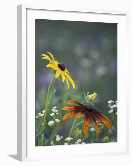 Black-Eyed Susan and Gloriosa Daisy, Oldham County, Kentucky, USA-Adam Jones-Framed Photographic Print