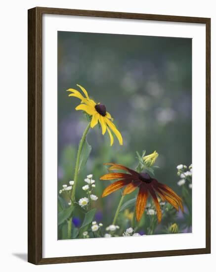 Black-Eyed Susan and Gloriosa Daisy, Oldham County, Kentucky, USA-Adam Jones-Framed Photographic Print