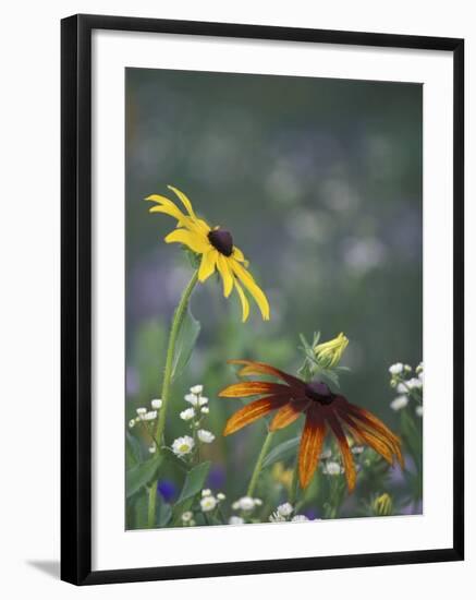 Black-Eyed Susan and Gloriosa Daisy, Oldham County, Kentucky, USA-Adam Jones-Framed Photographic Print