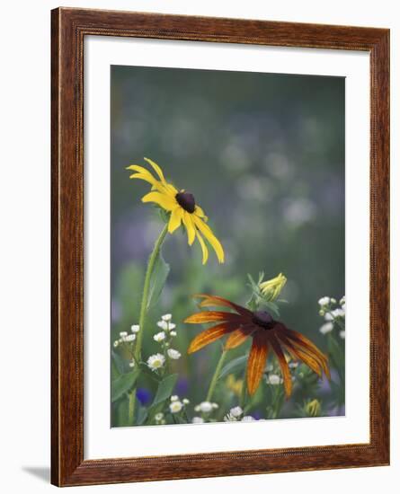 Black-Eyed Susan and Gloriosa Daisy, Oldham County, Kentucky, USA-Adam Jones-Framed Photographic Print