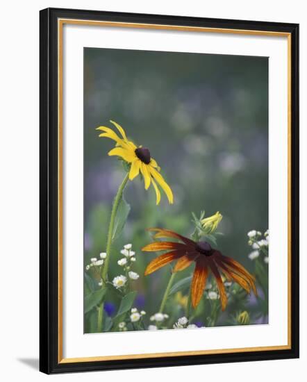 Black-Eyed Susan and Gloriosa Daisy, Oldham County, Kentucky, USA-Adam Jones-Framed Photographic Print