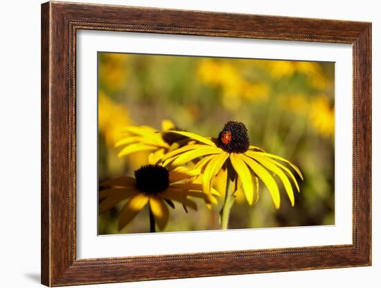 Black Eyed Susan and Ladybug-Lantern Press-Framed Premium Giclee Print