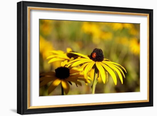 Black Eyed Susan and Ladybug-Lantern Press-Framed Premium Giclee Print