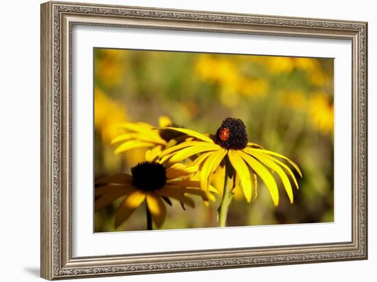 Black Eyed Susan and Ladybug-Lantern Press-Framed Art Print