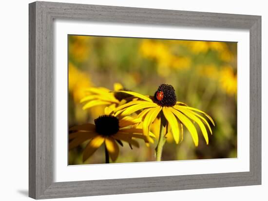 Black Eyed Susan and Ladybug-Lantern Press-Framed Art Print