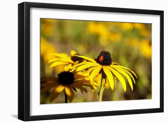 Black Eyed Susan and Ladybug-Lantern Press-Framed Art Print