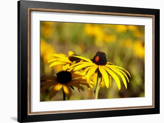 Black Eyed Susan and Ladybug-Lantern Press-Framed Art Print