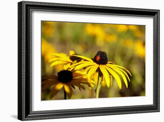 Black Eyed Susan and Ladybug-Lantern Press-Framed Art Print