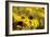 Black Eyed Susan and Ladybug-Lantern Press-Framed Art Print