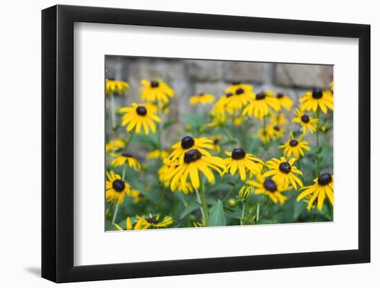 Black eyed Susan, Austin, Texas, Usa-Lisa S Engelbrecht-Framed Photographic Print