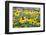 Black eyed Susan, Austin, Texas, Usa-Lisa S Engelbrecht-Framed Photographic Print