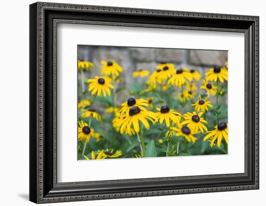 Black eyed Susan, Austin, Texas, Usa-Lisa S Engelbrecht-Framed Photographic Print