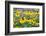 Black eyed Susan, Austin, Texas, Usa-Lisa S Engelbrecht-Framed Photographic Print