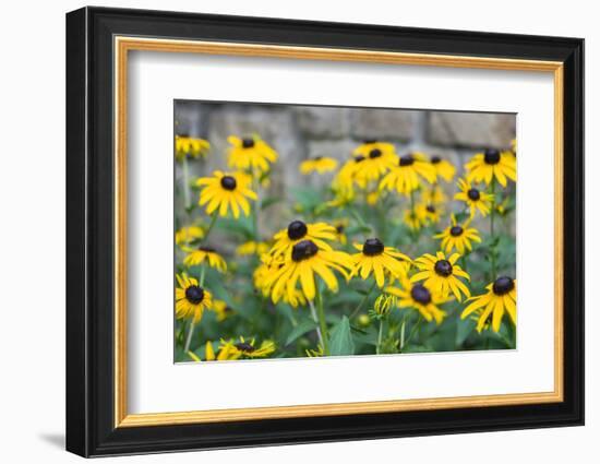 Black eyed Susan, Austin, Texas, Usa-Lisa S Engelbrecht-Framed Photographic Print