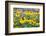 Black eyed Susan, Austin, Texas, Usa-Lisa S Engelbrecht-Framed Photographic Print