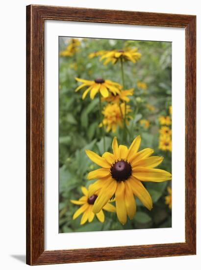 Black Eyed Susan Daisies-Anna Miller-Framed Photographic Print