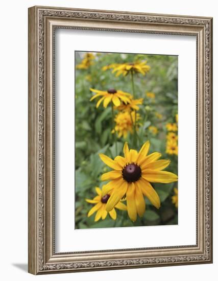 Black Eyed Susan Daisies-Anna Miller-Framed Photographic Print