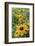 Black Eyed Susan Daisies-Anna Miller-Framed Photographic Print