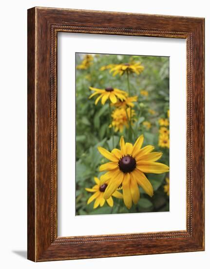 Black Eyed Susan Daisies-Anna Miller-Framed Photographic Print