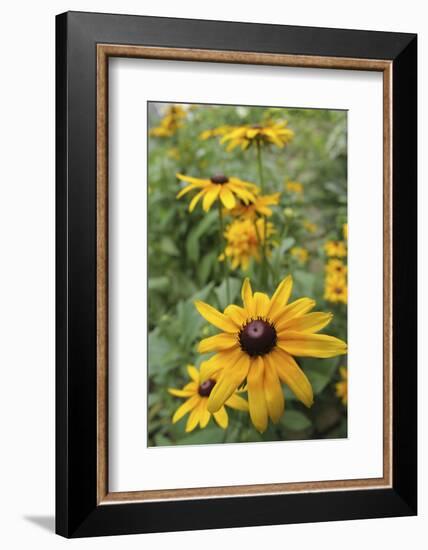 Black Eyed Susan Daisies-Anna Miller-Framed Photographic Print