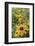 Black Eyed Susan Daisies-Anna Miller-Framed Photographic Print