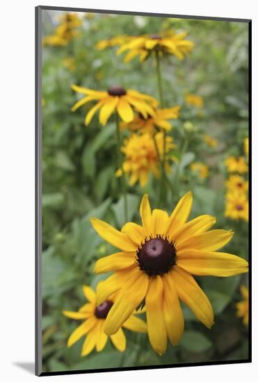 Black Eyed Susan Daisies-Anna Miller-Mounted Photographic Print