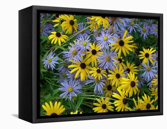 Black eyed susan flowers with Michaelmas daisies-Ernie Janes-Framed Premier Image Canvas